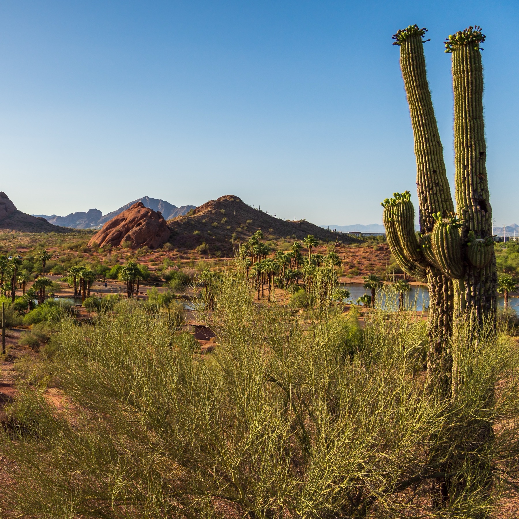 Saguaros and red buttes at Papago Park, Phoenix, Arizona